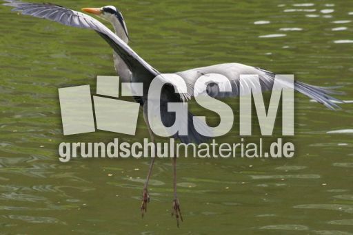 Graureiher-A 186.jpg